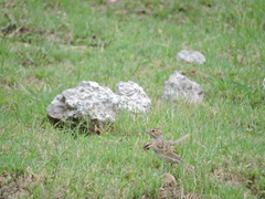 Spizella pallida