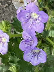 Phacelia grandiflora