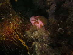 Chorisochismus dentex