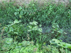 Sagittaria montevidensis