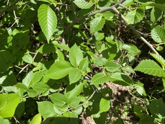 Ulmus americana