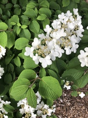 Viburnum plicatum