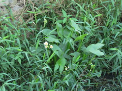 Sagittaria montevidensis