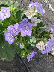 Phacelia grandiflora