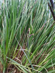 Carex elata