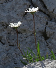 Leucanthemum lithopolitanicum