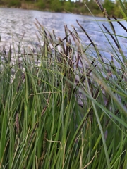 Carex elata