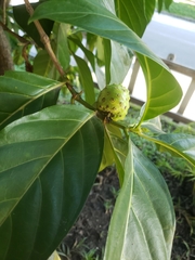 Morinda citrifolia