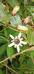Passiflora alnifolia