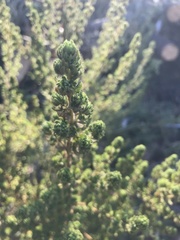 Cliffortia polygonifolia