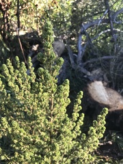 Cliffortia polygonifolia