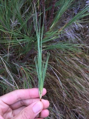 Dracophyllum acerosum