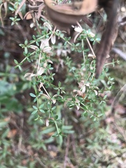 Galium porrigens