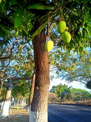 Mangifera indica