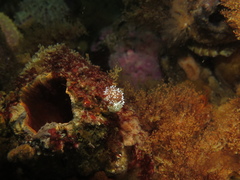 Antiopella longidentata