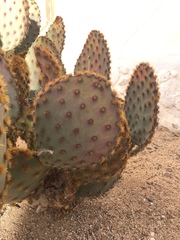 Opuntia aciculata