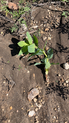Euphorbia marginata