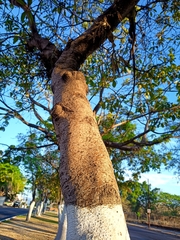 Byrsonima crassifolia