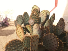 Opuntia aciculata