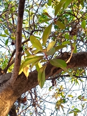 Byrsonima crassifolia