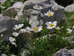 Leucanthemum lithopolitanicum