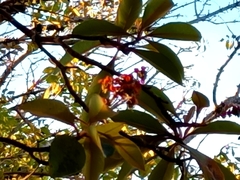 Byrsonima crassifolia