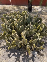 Angiospermae
