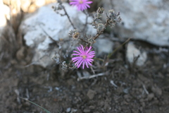 Trichodiadema intonsum