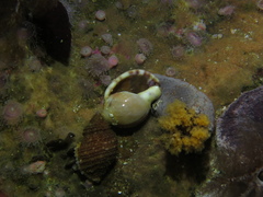 Tonnoidea