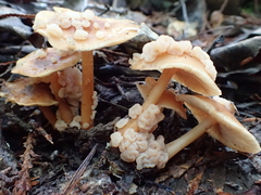 Carcinomyces effibulatus