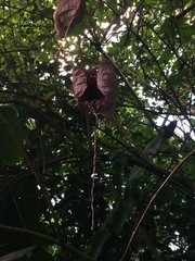 Aristolochia grandiflora image