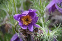Pulsatilla vulgaris