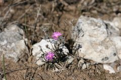Trichodiadema intonsum