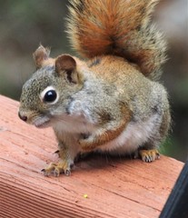 Notoedres centrifera