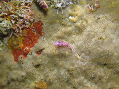Paraflabellina funeka