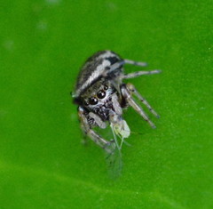 Zygoballus rufipes
