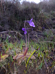 Pinguicula grandiflora