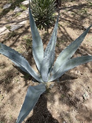Angiospermae