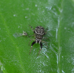 Zygoballus rufipes