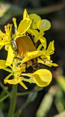 Hoplia bilineata