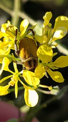 Hoplia bilineata