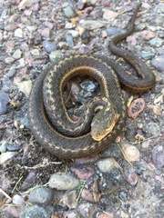 Thamnophis elegans vagrans