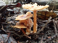 Carcinomyces effibulatus