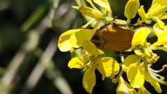 Hoplia bilineata