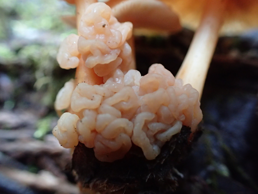 Carcinomyces effibulatus