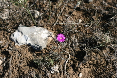 Trichodiadema intonsum