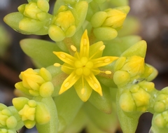 Sedum nuttallii