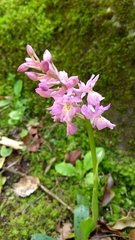 Orchis × colemanii
