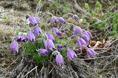 Pulsatilla vulgaris