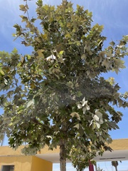 Angiospermae